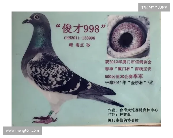 2017厦门杯南赛事(2021厦门杯赛鸽)