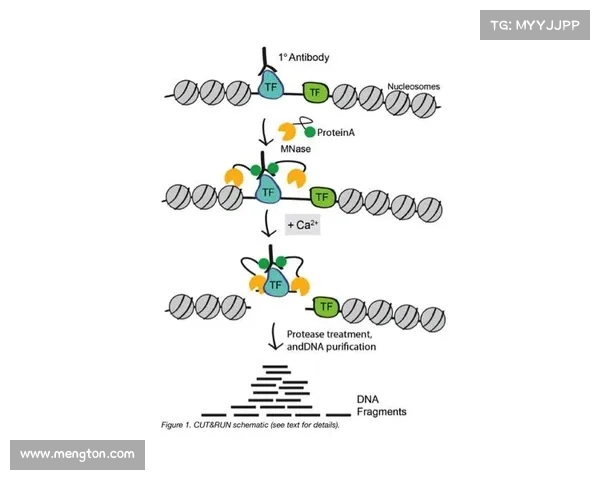 ANZ赛事揭秘深入解析该项竞赛的本质与背景